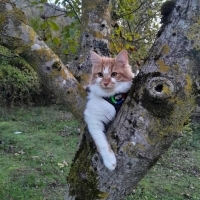 Bal kızım..