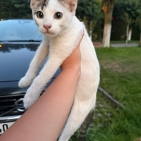 Minik kal..