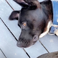 Zeytin, z..