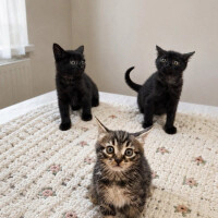 3 Minik p..