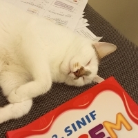 Beyaz Tek..