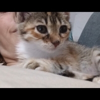 Ömürlü yu..