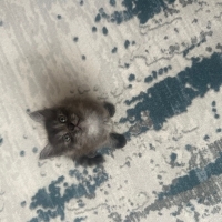 Yakışıklı..