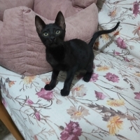 Sokağa at..