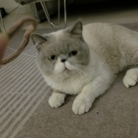 Kedi sahi..