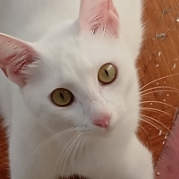 Peri kızı..