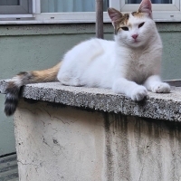 Asıl beyazkız kısır sağlıklı