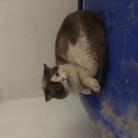 Sokağa at..