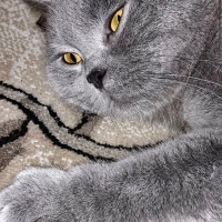 Çok acil..