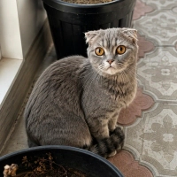 BELLA KAL..