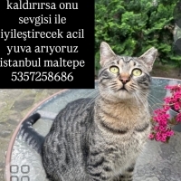 Sokağa at..