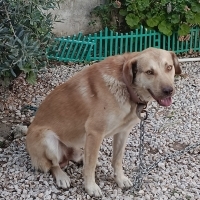 Limon oğl..