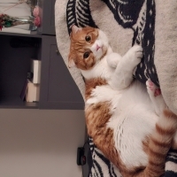Çok sosya..