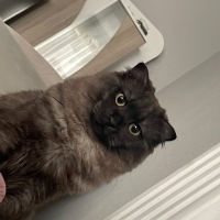 Ücretsiz..