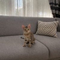 Ev kedisi..