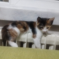 yavrular..