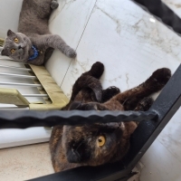 2 Kedimizi aile arıyoruz