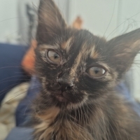Tortoiseshell Yavrum