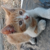 Misket so..