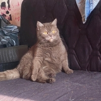 Sakin çip..