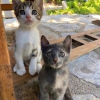 Bıdık içi..