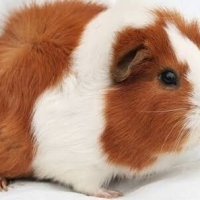 1 adet ginepig...