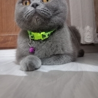 Sevgi kel..