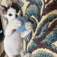 Bu minnoş..