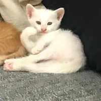 Acil ömür..