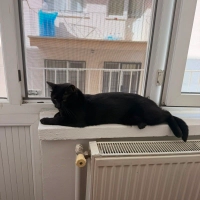 Gece Hanı..