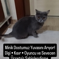 SOKAGA Gİ..