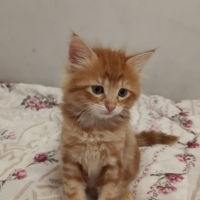 BOL TÜYLÜ..