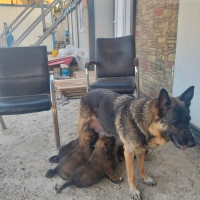 Anne kurt baba kangal