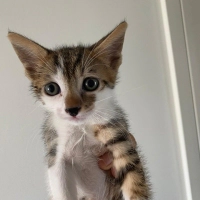 1,5 Aylık Yavru Kedi Sütlü Ömürlük Yuvasını Arıyor