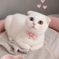 Ücretsiz sahiplenme Scottish kedi
