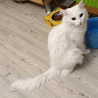 Güzel kız..