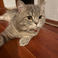 🐾 Ömürlü..