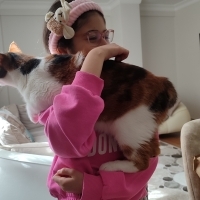 Dişi kısır uysal kedi
