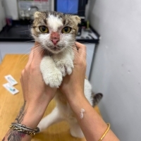Melez Scottish Fold