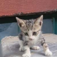 Sokakta Savunmasız Yuvası Olurmusunuz