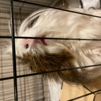 Guine Pig, erkek, 1 yaşında