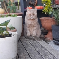 Akıllı uy..