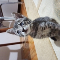 Dişi yavru kedi yuva arıyor