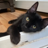 Şans kedi..