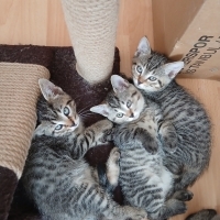 4 erkek t..