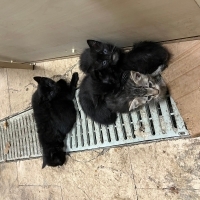Bir aylık yavru kedi