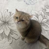 Aşırı Sevgi İsteyen Badem