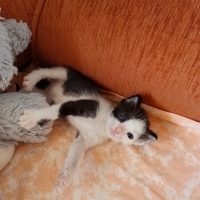 Şanssızlı..