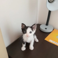Şanssızlı..