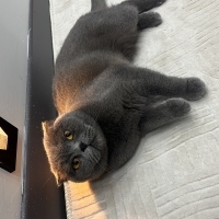 Dişi kedi..